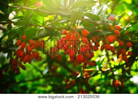 Red barberry in the sun and green foliage