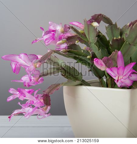 Blooming Pink Christmas Cactus schlumbergera in a pot on white background. Epiphyllanthus, Epiphyllum, Zygocactus, Zygocereus