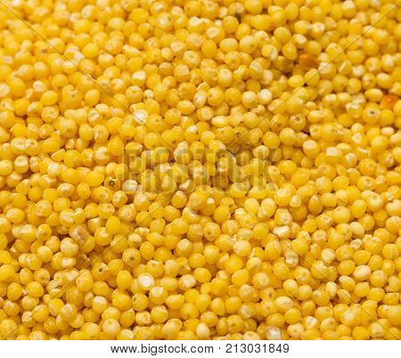 background of millet. macro . Photo of an abstract texture
