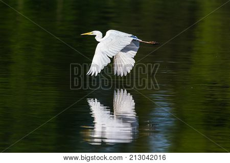 Mirrored Great White Egret (egretta Alba) In Flight Over Water