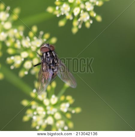 Fly in nature. macro . In the park in nature