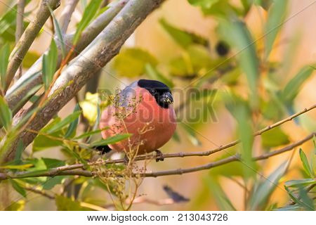 Male Eurasian Common Bullfinch passerine bird in colorful red orange black gray perching on tree feeding on flower in garden, Autumn in Austria, Europe (Pyrrhula pyrrhula)