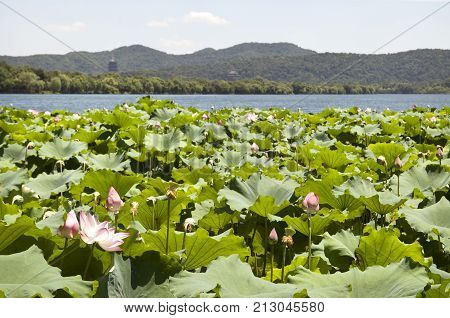 HANGZHOU, CHINA - JULY 30, 2012 - Lotus flowers, West Lake, China, with Leifeng Pagoda in the background