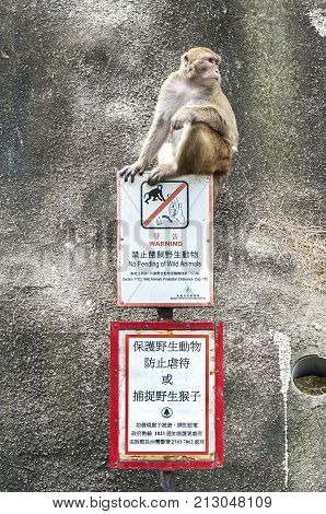 KAM SHAN COUNTRY PARK HONG KONG - JULY 21 2013 - Rhesus Macaque sitting on a 'No Feeding' sign Kam Shan Country Park Hong Kong