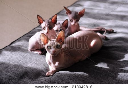 Bald cat, closeup portrait sphinx cats, naked cat, kitten without wool.
