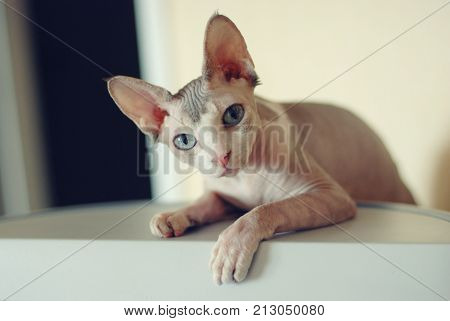 close-up portrait of a bald-eyed cat sphinx of light gray color