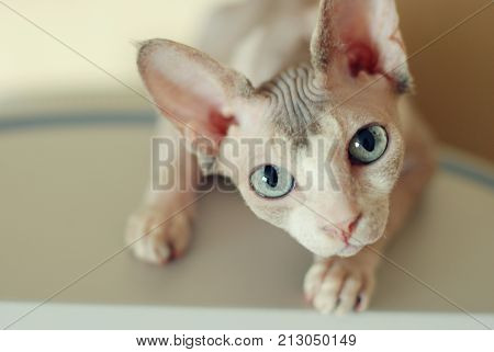 close-up portrait of a bald-eyed cat sphinx of light gray color