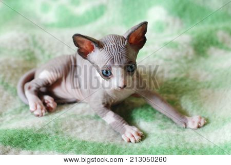 Bald cat, closeup portrait sphinx cats, naked cat, kitten without wool.