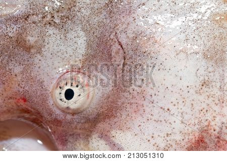 Eye catfish. macro . In the park in nature