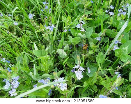 Background of meadow juicy fresh spring grass close-up - top view. Green grass poa pratensis clover leaves and blue flowers of Veronica chamaedrys - a mixture of meadow grasses in late spring or early summer