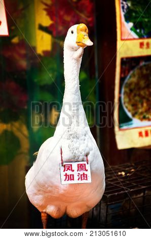 FENGHUANG, CHINA - Live white goose outside a restaurant in Fenghuang, China. The sign reads, 