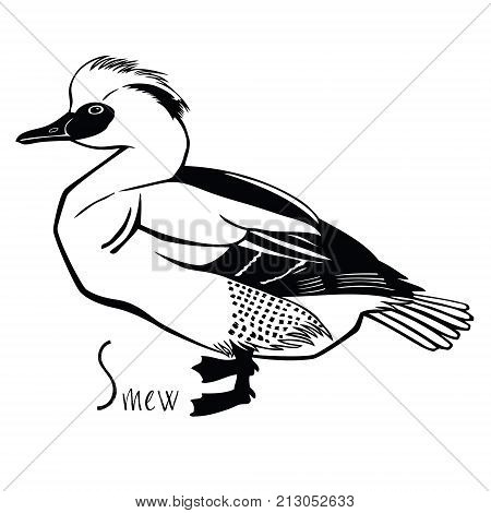 Birds collection Smew Black and white vector set