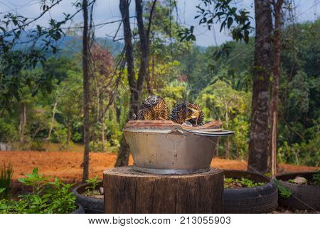 Barbecue Durian On Stove.