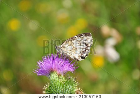 Colorful and crisp image of marbled white (Melanargia galathea)
