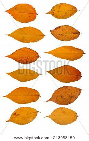 Three autumn leaves of japanese cherry, also called Sakura, latin name Prunus serrulata, on white background