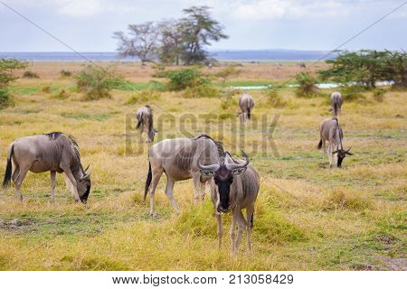 Antelopes standing in the grassland Kenya gnu