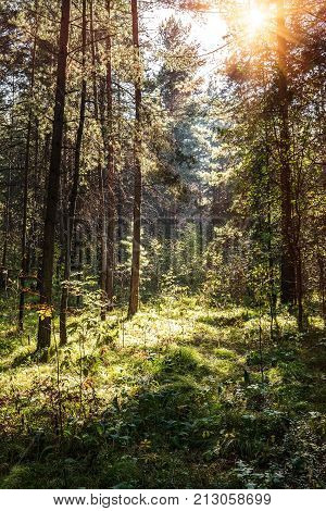 Wooded forest trees backlit by golden sunlight before sunset with sun rays pouring through trees on forest floor illuminating tree branches. It looks like a painted picture.