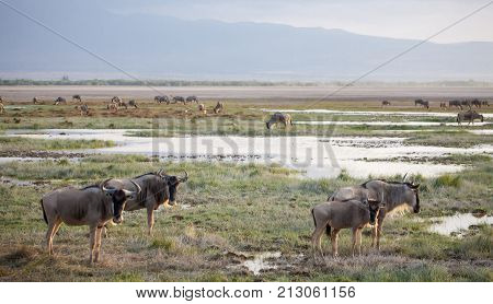 Gnu antelopes standing near the water on safari in Kenya