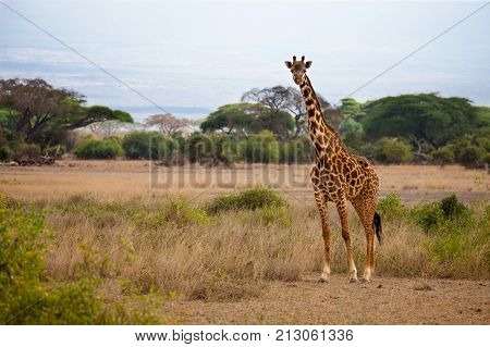 Safari in Kenya a giraffe is watching in the savannah blue sky