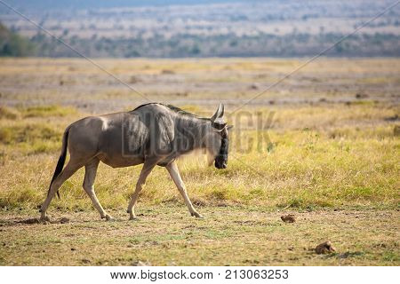 Gnu antelope is walking on safari in Kenya