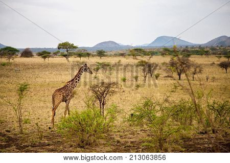 Safari in Kenya a giraffe is watching in the savannah with mountains