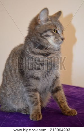 A small kitten is resting in the house - a pet