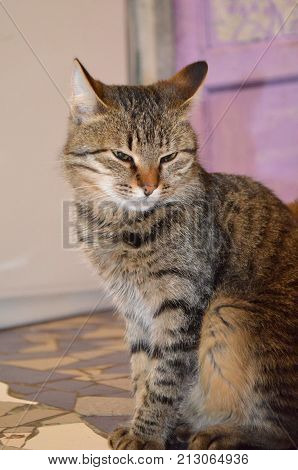 A small kitten is resting in the house - a pet