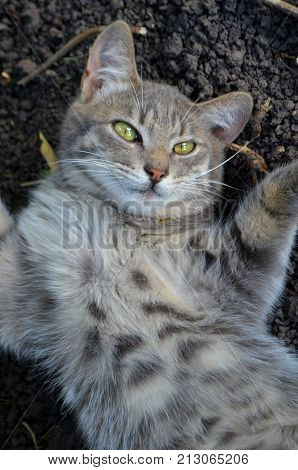 A small kitten is resting in the house - a pet