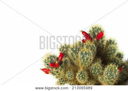 cactus mammillaria with red ripe fruits-berries isolated