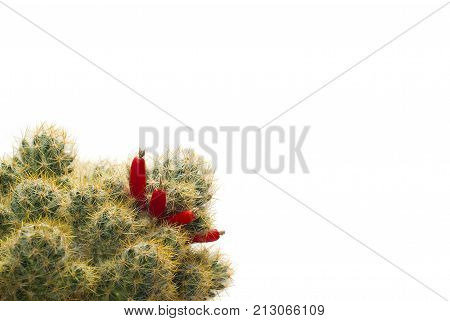cactus mammillaria with red ripe fruits-berries isolated