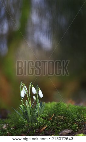 Bunch of snowdrops glowing in the sunlight after the rain.