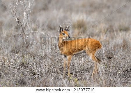 Steenbok in Kruger national park, South Africa ; Specie Raphicerus campestris family of Bovidae