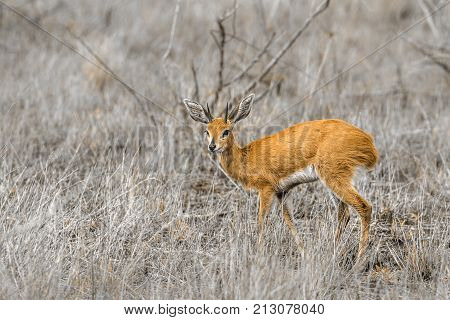Steenbok in Kruger national park, South Africa ; Specie Raphicerus campestris family of Bovidae