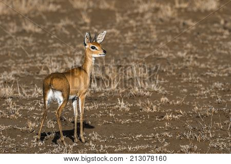 Steenbok in Kruger national park, South Africa ; Specie Raphicerus campestris family of Bovidae