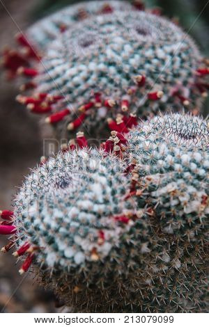 Close Up On Cactus With Red Flowers, Top View