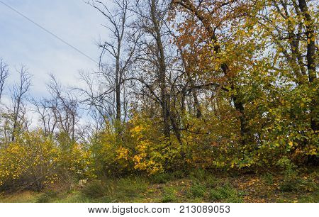 group of colorful autumn trees against the sky