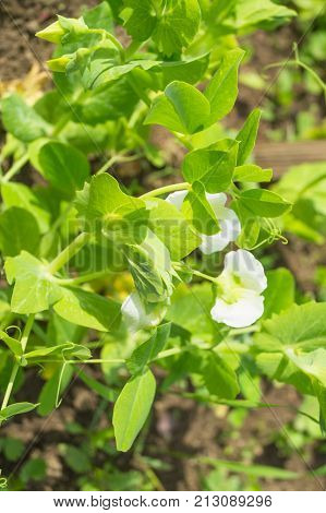 Fresh green pea leaves and flowers beautiful background
