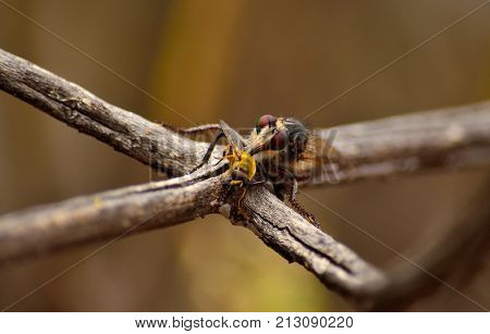 Robber fly perched on branch with small bee under its stinger
