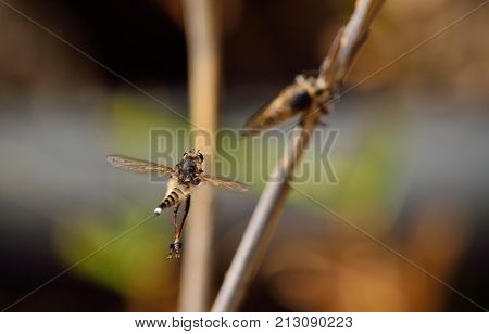 Robber fly, in courtship season performing stunning acrobatics
