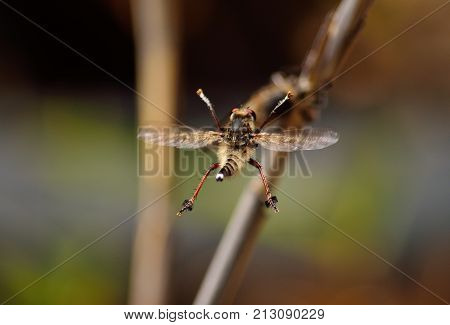 Robber fly, performing stunning acrobatics in the courtship season