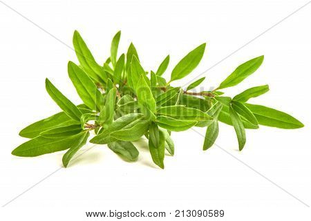 Sprig Of Thyme, Isolated On White Background