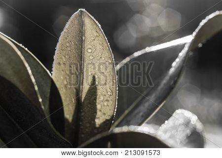 Magnolia Grandiflora leaves with special lights and color