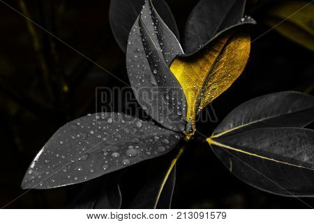 Magnolia Grandiflora leaves in special lights at early morning with special blurred and bokeh background.