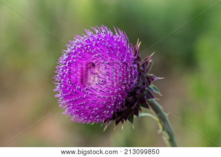 The Flower Head Thistle Milk Thistle In Full Splendor. Medicinal Plant In The Natural Environment.