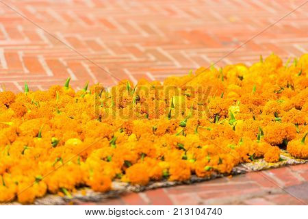 Orange Flowers On The Ground In Louangphabang, Laos. Close-up.