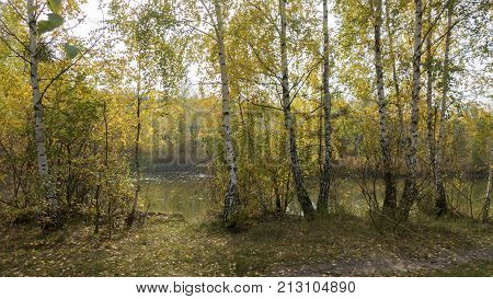 sunny autumn day on the shore of a forest lake. yellow birches stand in a row above the lake. There are a lot of yellow leaves on the grass. The lake reflects the forest