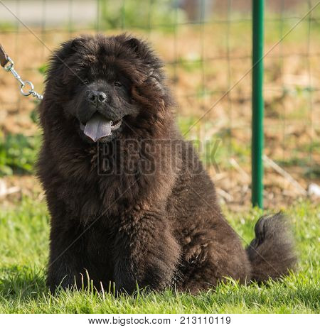 outdoor portrait of a chow chow domestic dog at work in belgium