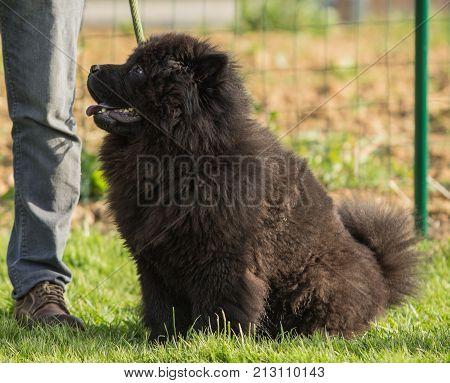 outdoor portrait of a chow chow domestic dog at work in belgium