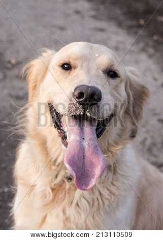 retriever golden dog animal portrait pet canine adult outodoor domestic friend doggy