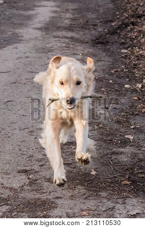 retriever golden dog animal portrait pet canine adult outodoor domestic friend doggy